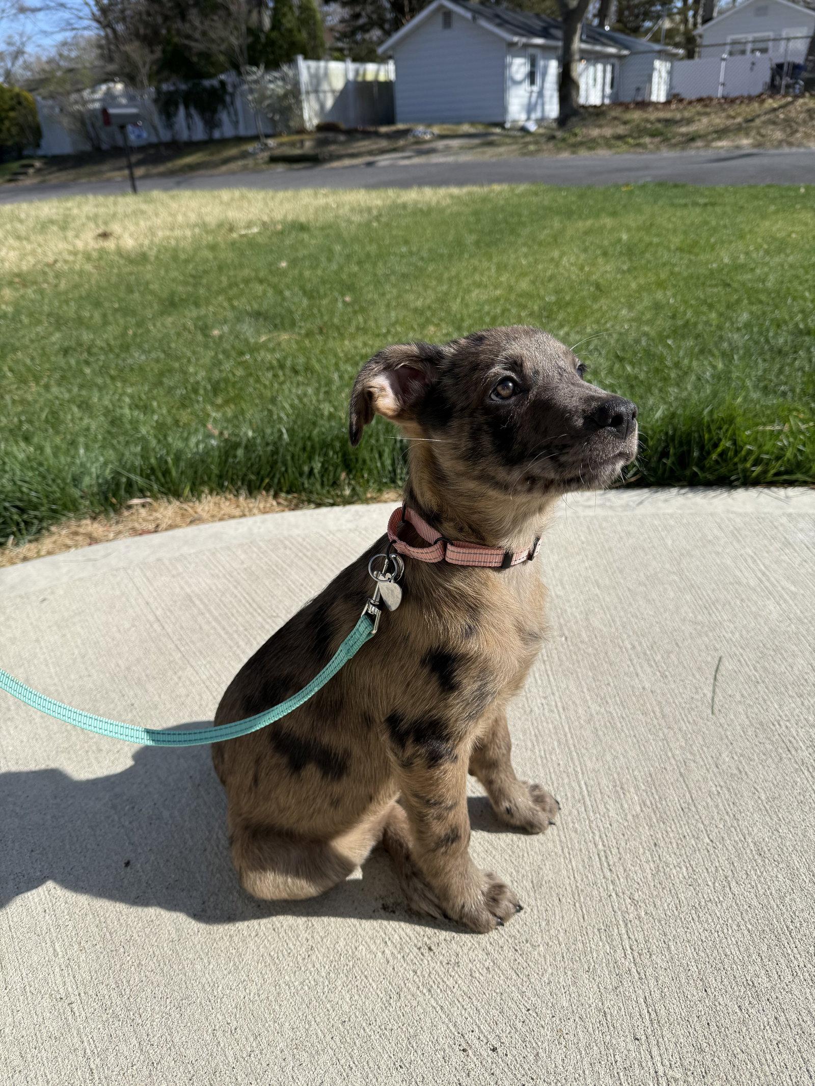 Enlarge Poppy- adventure awaits, a Adoptable mixed breed in Oakhurst, NJ image 3/3