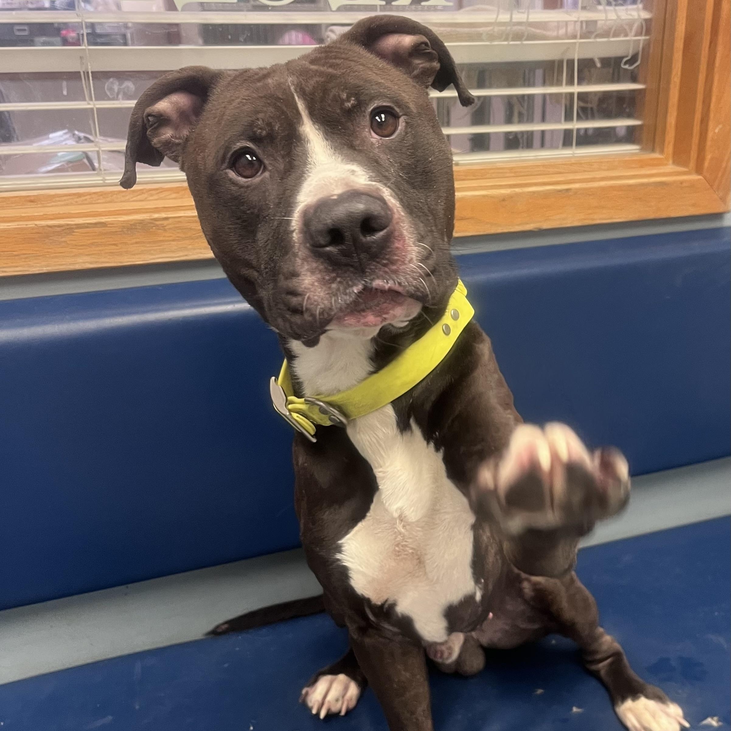 Rico, a ADOPTABLE mixed breed in Buffalo, NY image 3/6