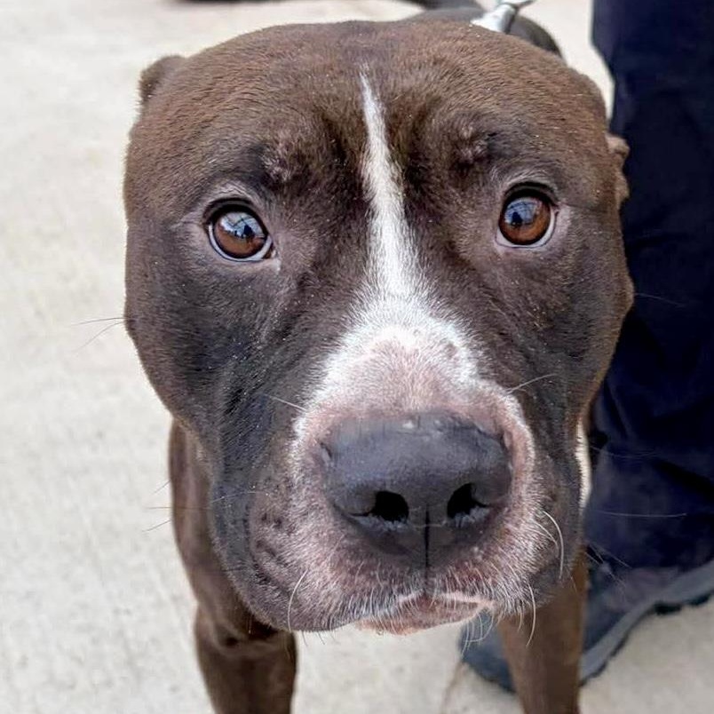 Rico, a ADOPTABLE mixed breed in Buffalo, NY image 6/6