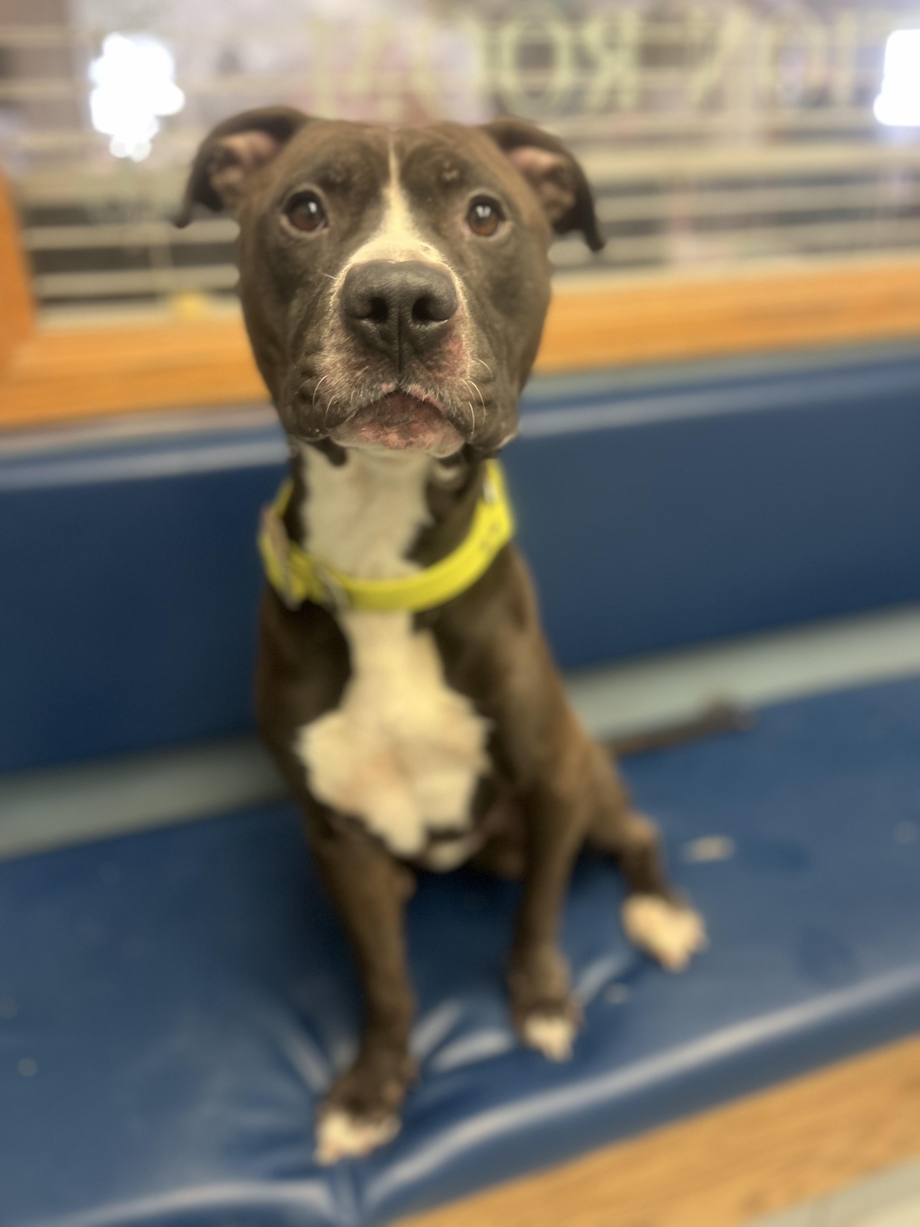 Rico, a ADOPTABLE mixed breed in Buffalo, NY image 2/6