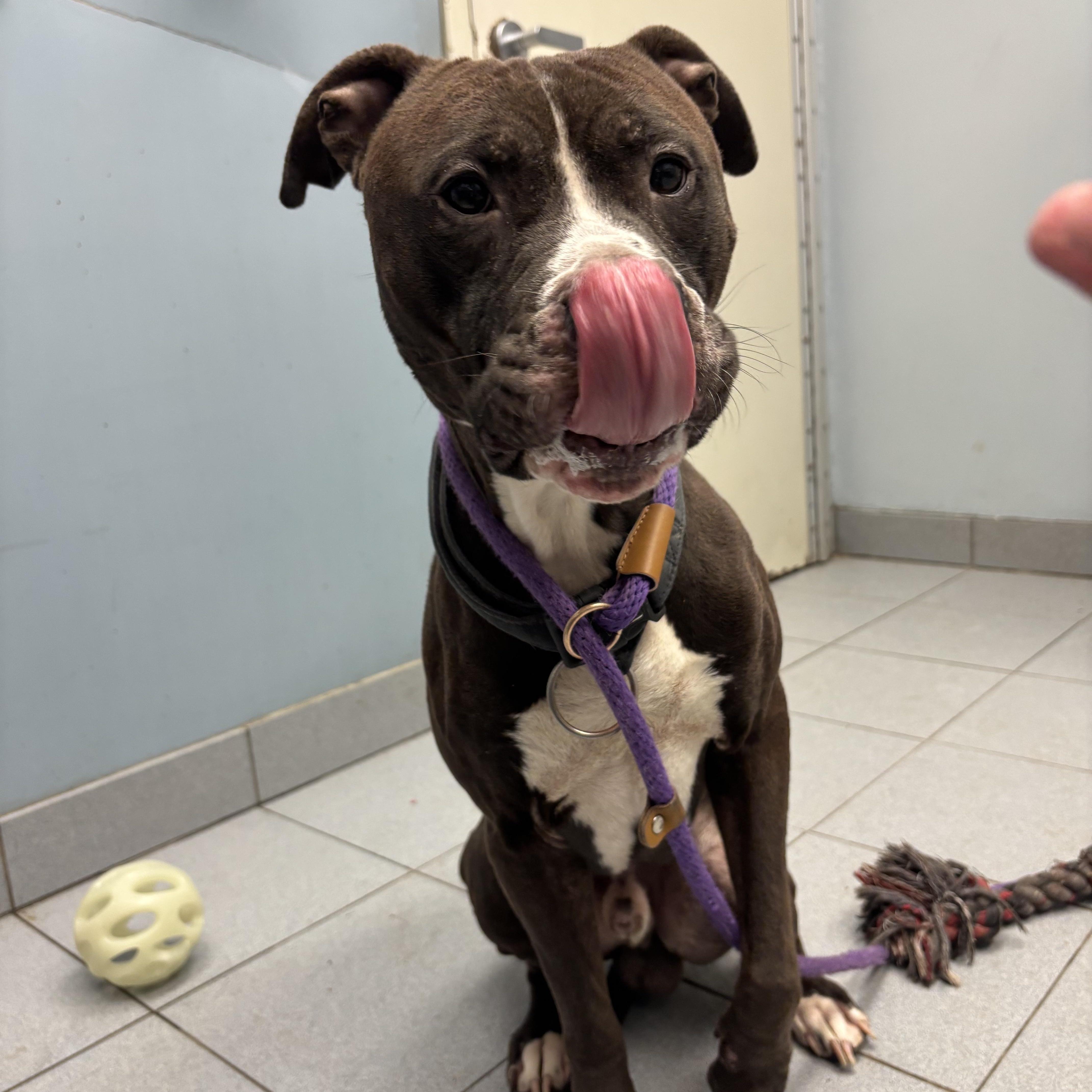 Rico, a ADOPTABLE mixed breed in Buffalo, NY image 4/6