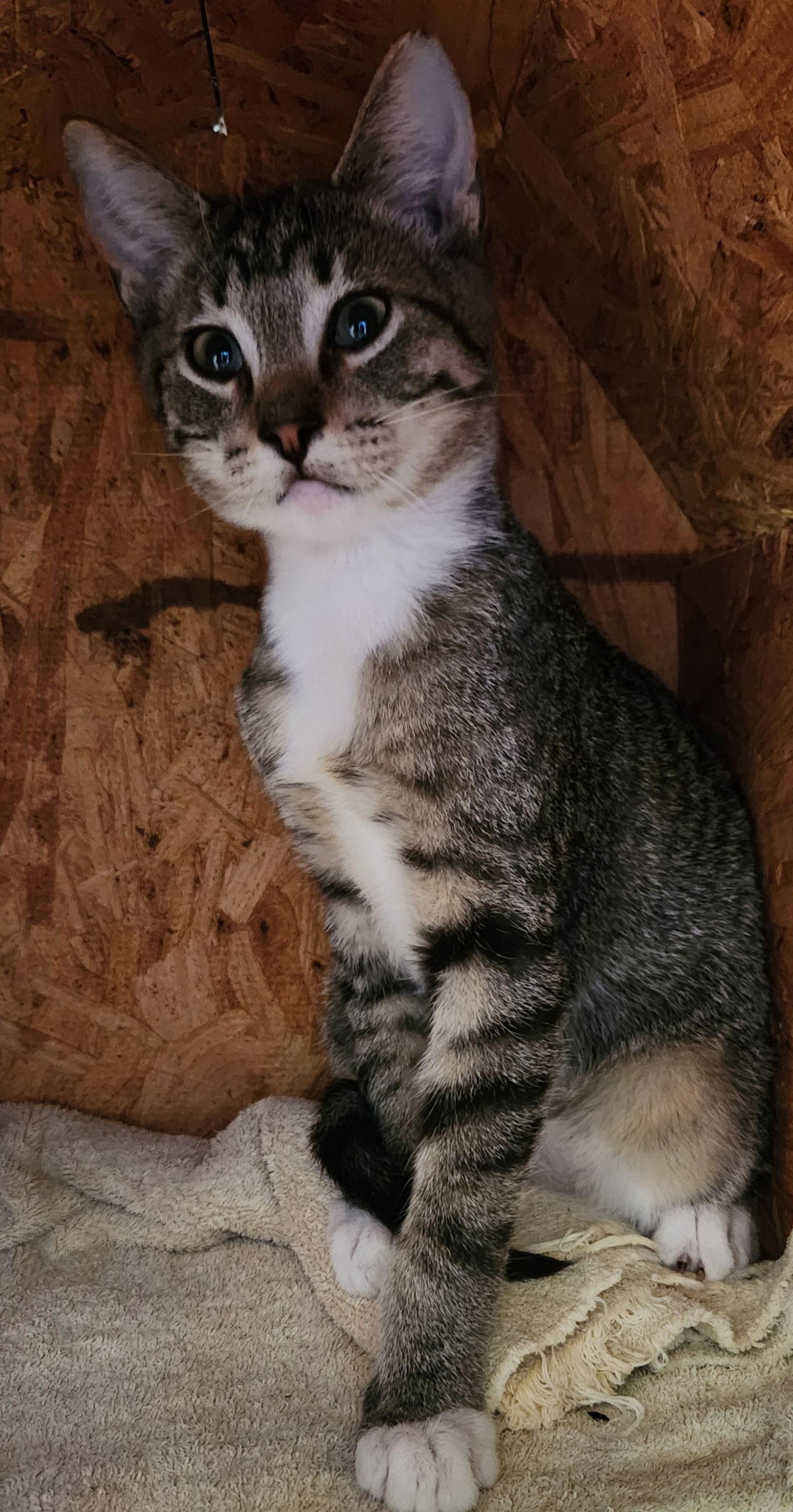 Bryce, Adopted, Young Male Tabby & Siamese.