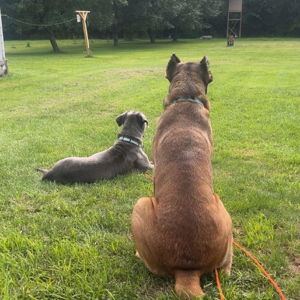 Enlarge Kingdom, a Adoptable Cane Corso in manchester, PA image 1/3