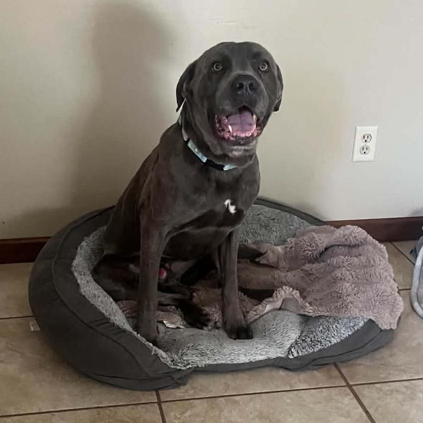 Enlarge Kingdom, a Adoptable Cane Corso in manchester, PA image 3/3