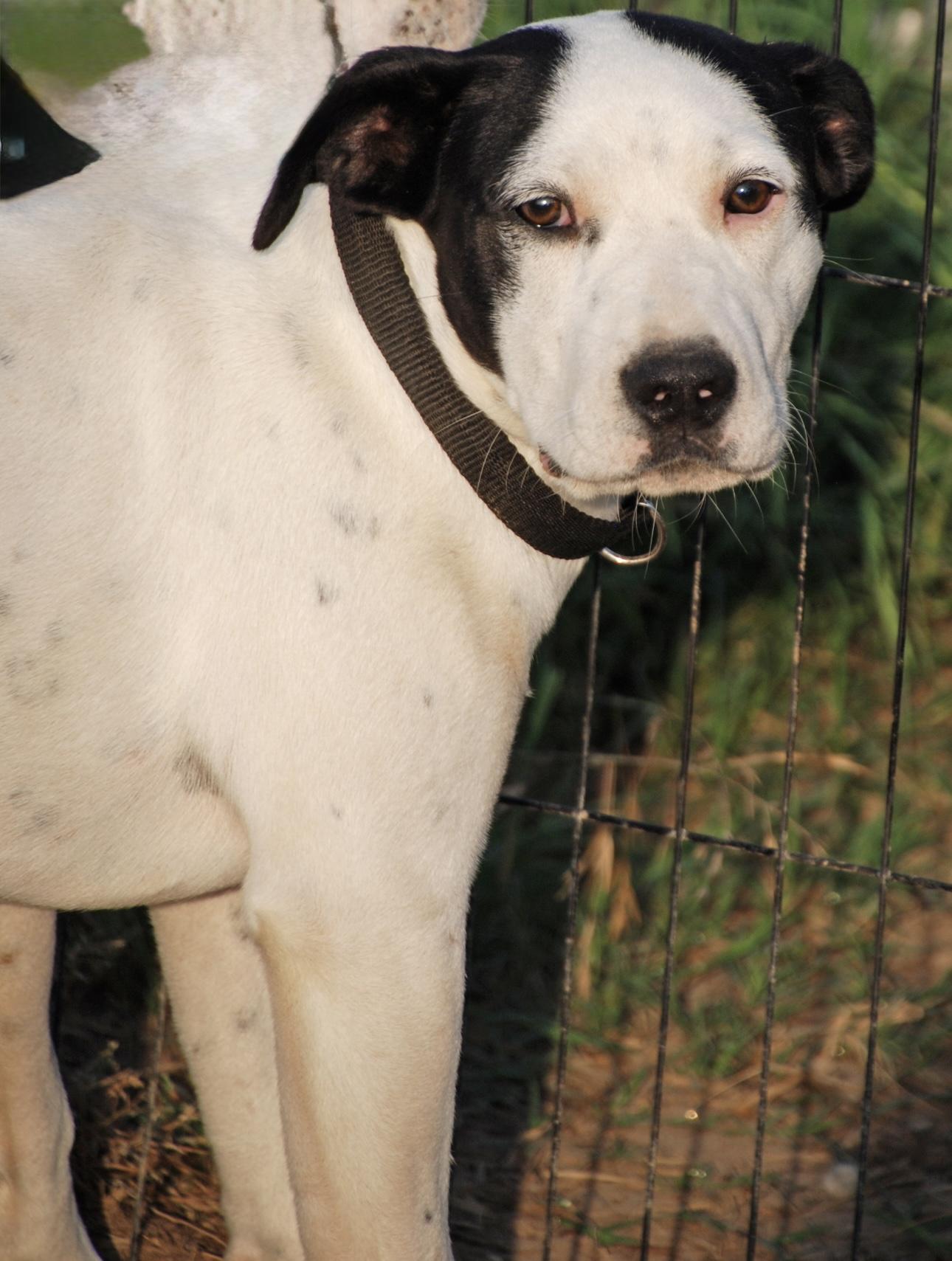 Rascal, Adoptable, Young Male Mountain Cur & Pointer.
