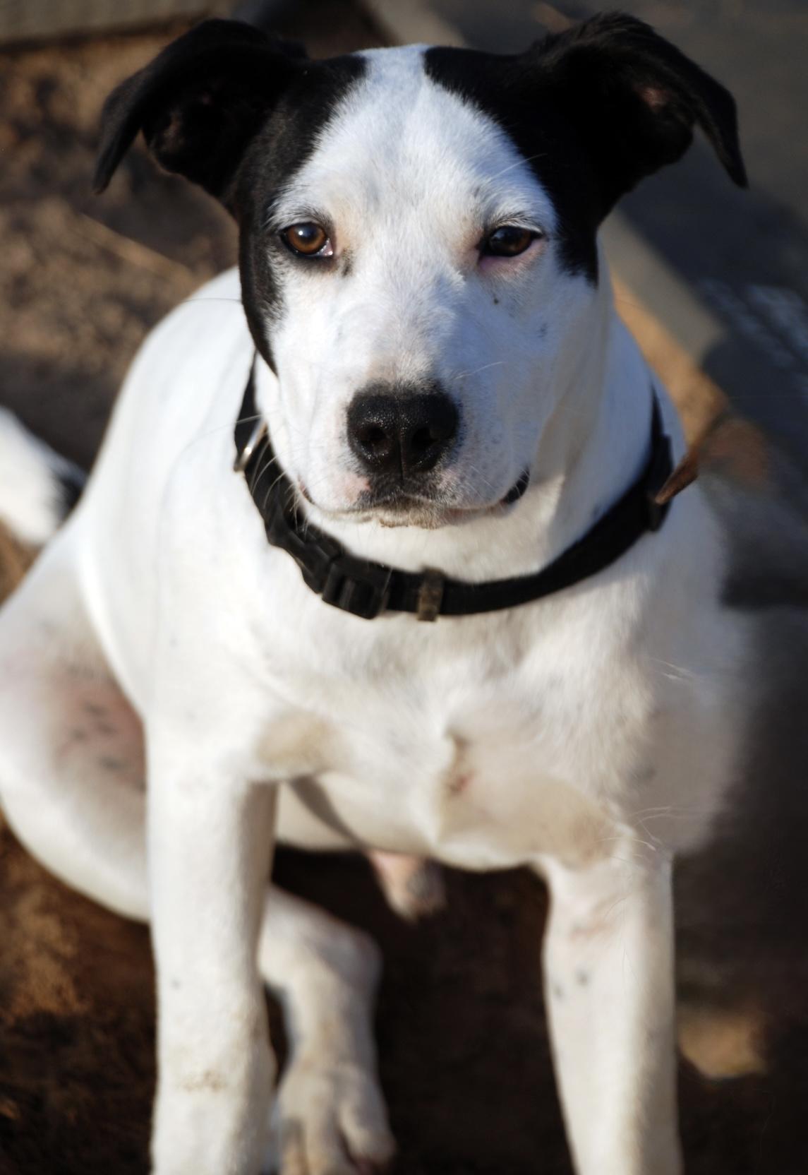 Rascal, a Adoptable mixed breed in Madisonville, TX image 2/3