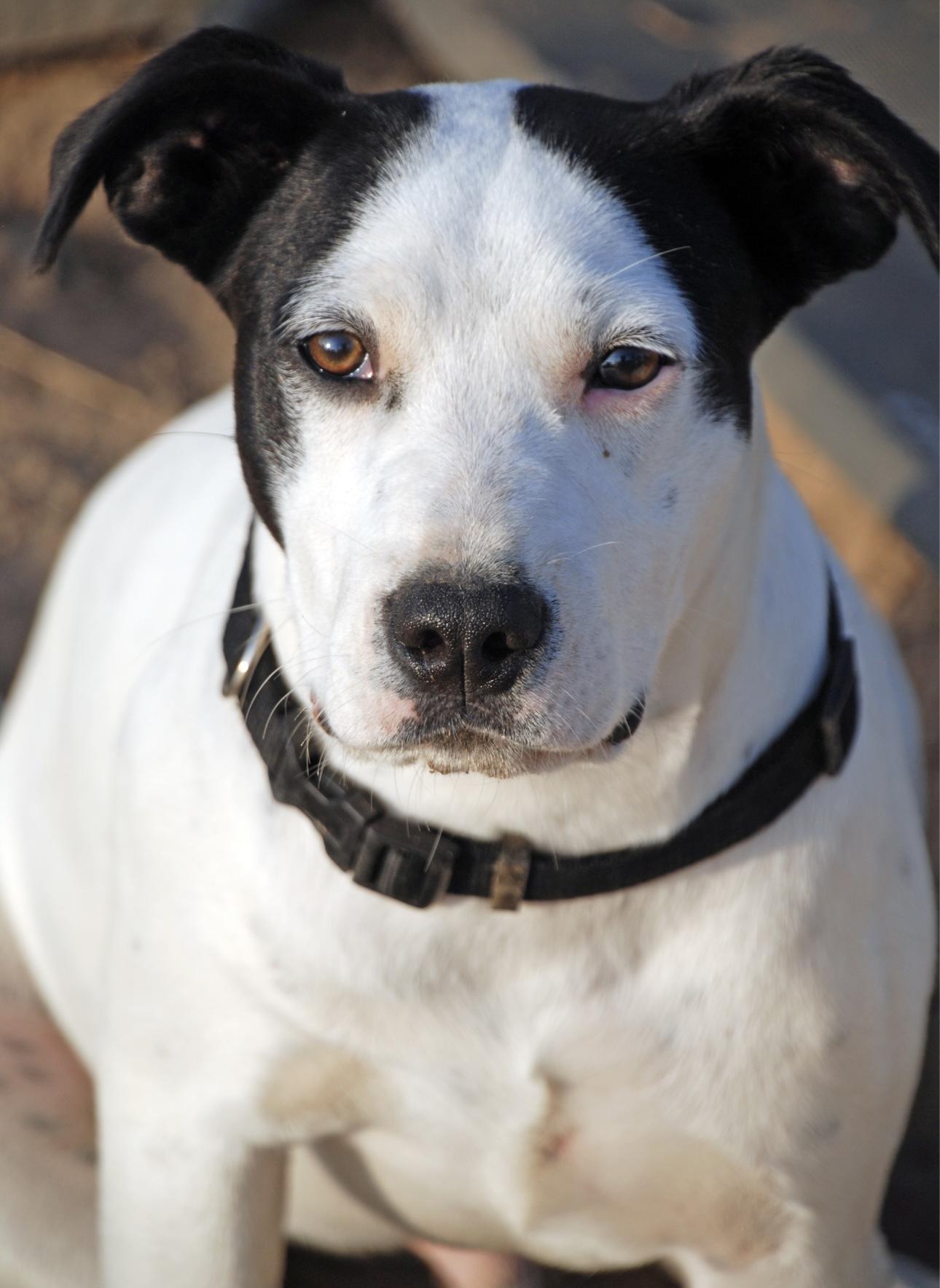 Rascal, a Adoptable mixed breed in Madisonville, TX image 3/3