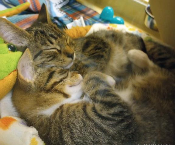 Spookghetti, Adoptable, Young Female Tabby & Domestic Short Hair.