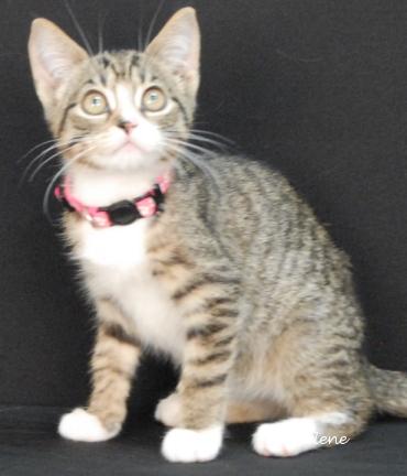 Spookghetti, a Adoptable mixed breed in Newland, NC image 2/2