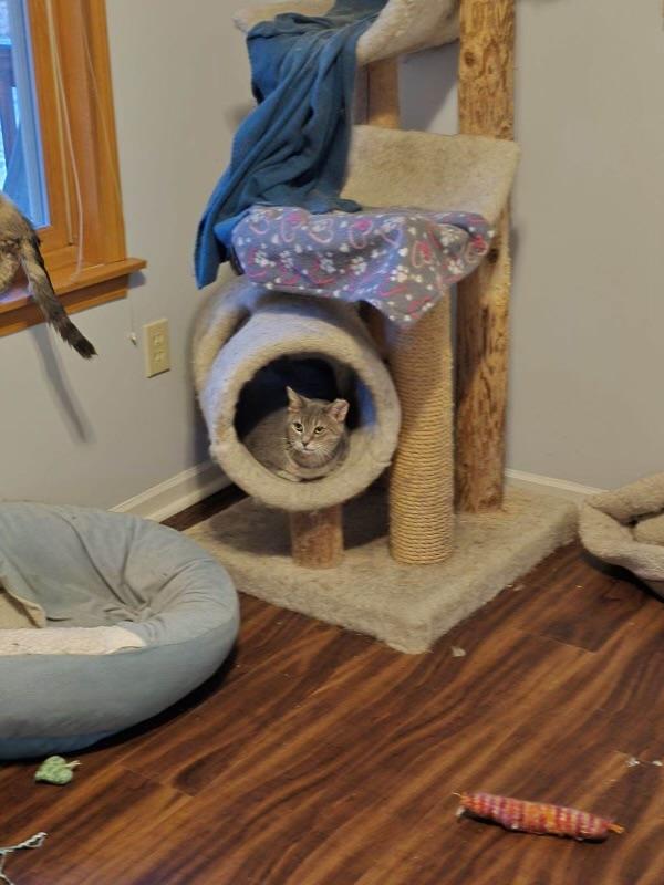 Enlarge Chili Dog, a Adoptable Domestic Short Hair in Holly, MI image 1/4