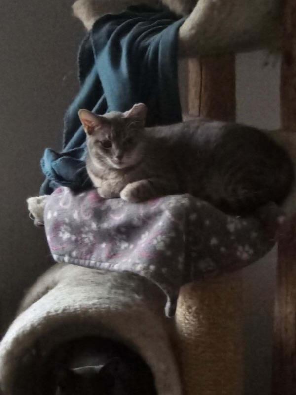 Enlarge Chili Dog, a Adoptable Domestic Short Hair in Holly, MI image 2/4