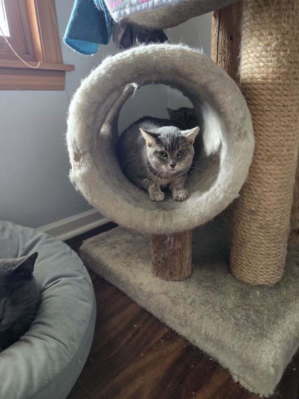 Enlarge Chili Dog, a Adoptable Domestic Short Hair in Holly, MI image 3/4