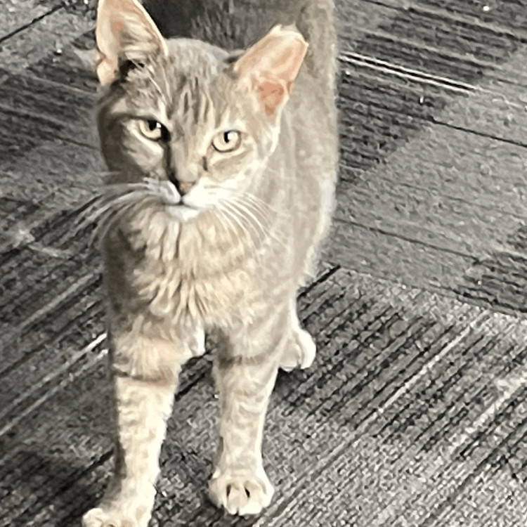 Enlarge Chili Dog, a Adoptable Domestic Short Hair in Holly, MI image 4/4