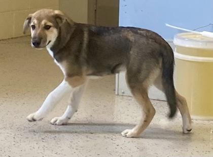 Palladin, a ADOPTABLE Shepherd in Glasgow, KY image 2/2