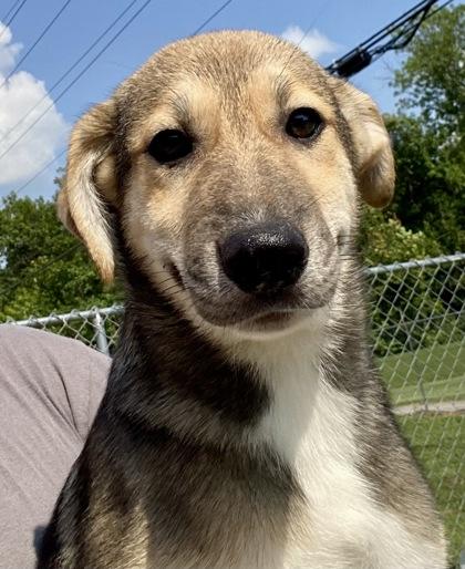 Palladin, ADOPTABLE, Young Male Shepherd.
