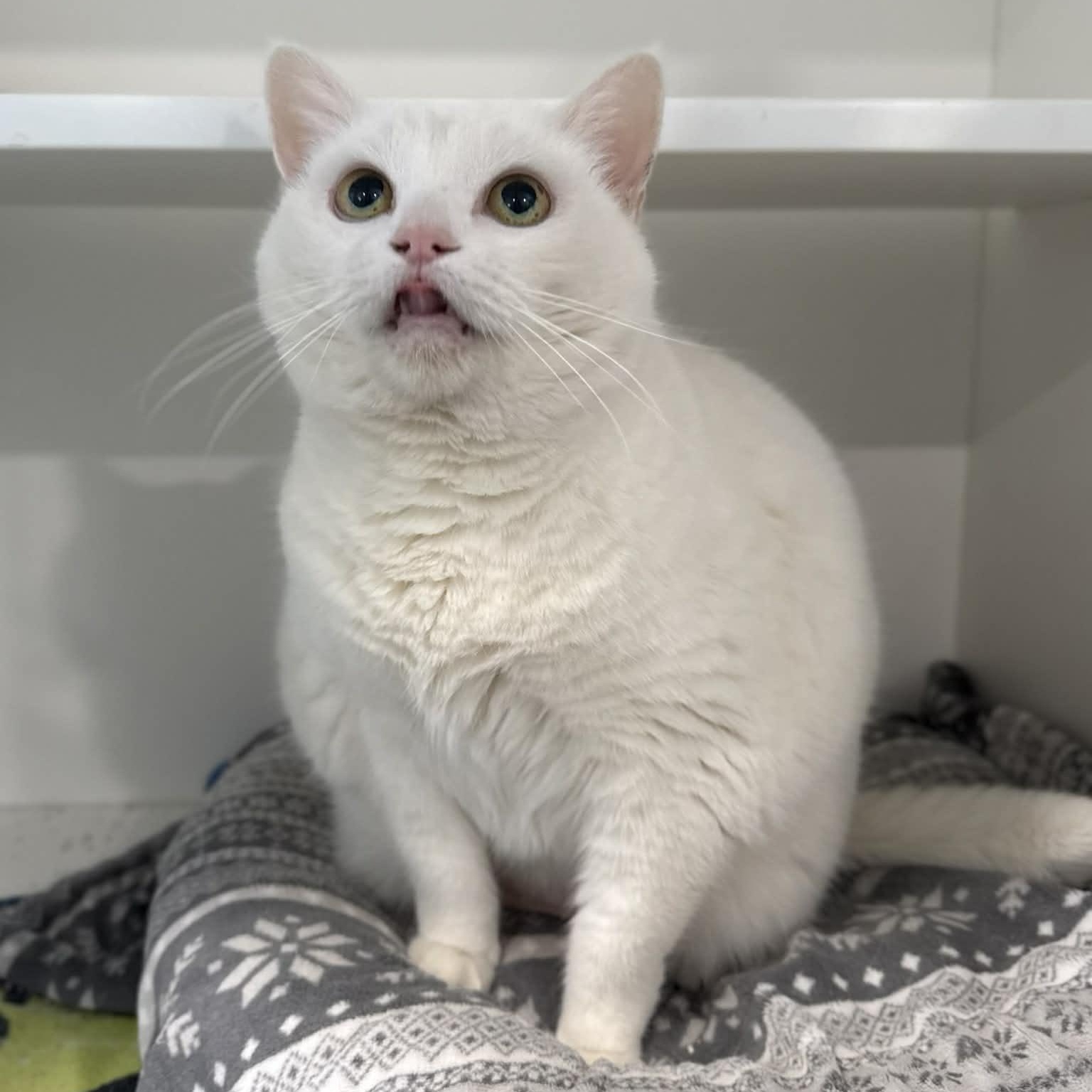 Enlarge Cream Puff, a ADOPTABLE mixed breed in Penn Yan, NY image 2/3