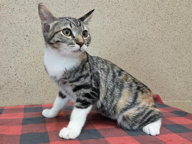 Enlarge GINGER, a Adoptable Domestic Short Hair in Sacramento, CA image 1/1