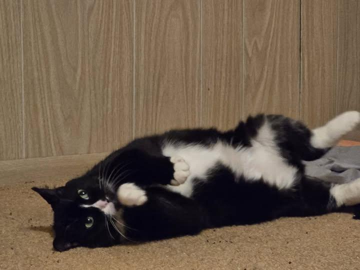 Enlarge Daisy, a Adoptable Domestic Short Hair in Mount Pleasant, PA image 1/1