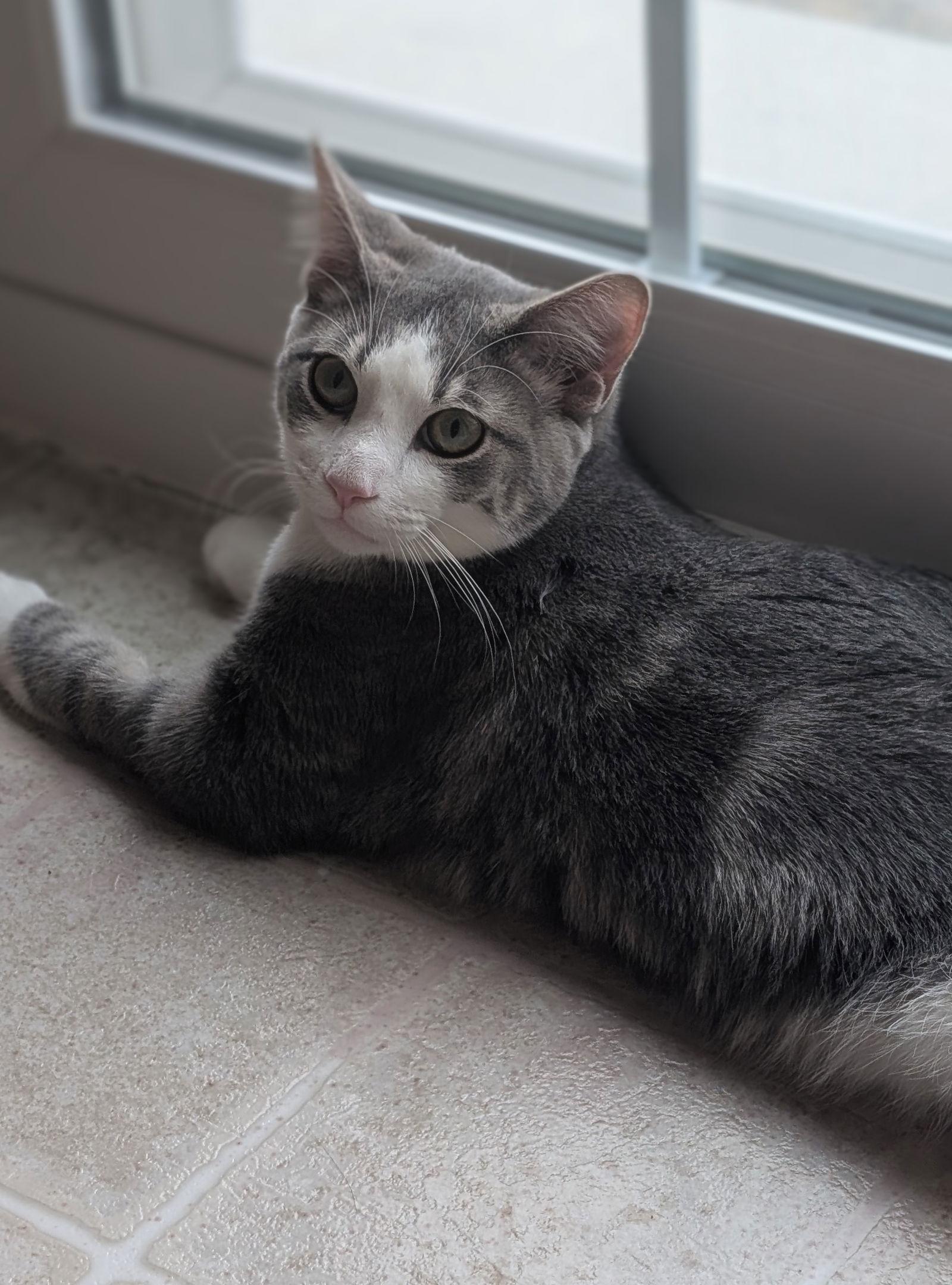 Enlarge Lucky, a Adoptable Domestic Short Hair in Harrisburg, PA image 1/1