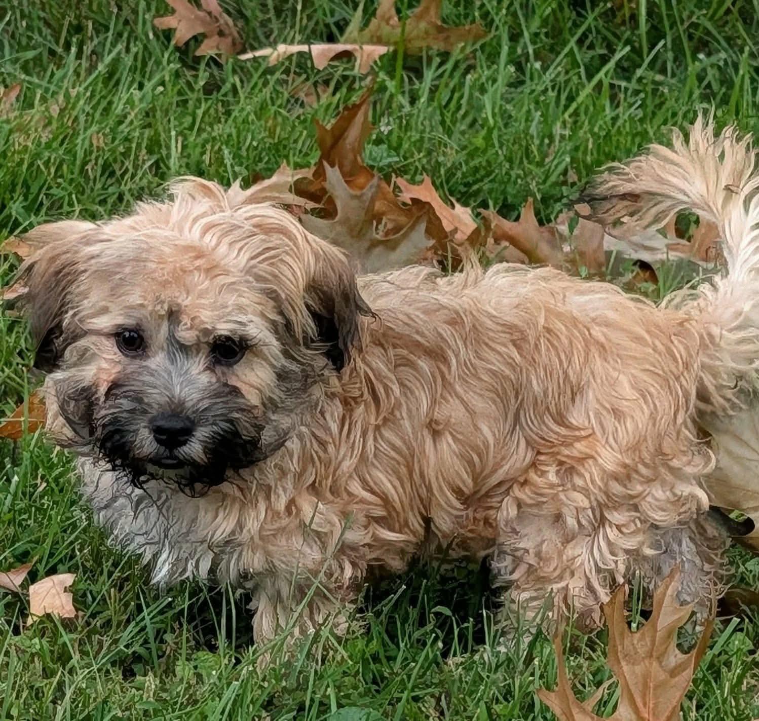 Enlarge Fila, a Adopted Russian Toy Dog in Clarksburg, MD image 2/6