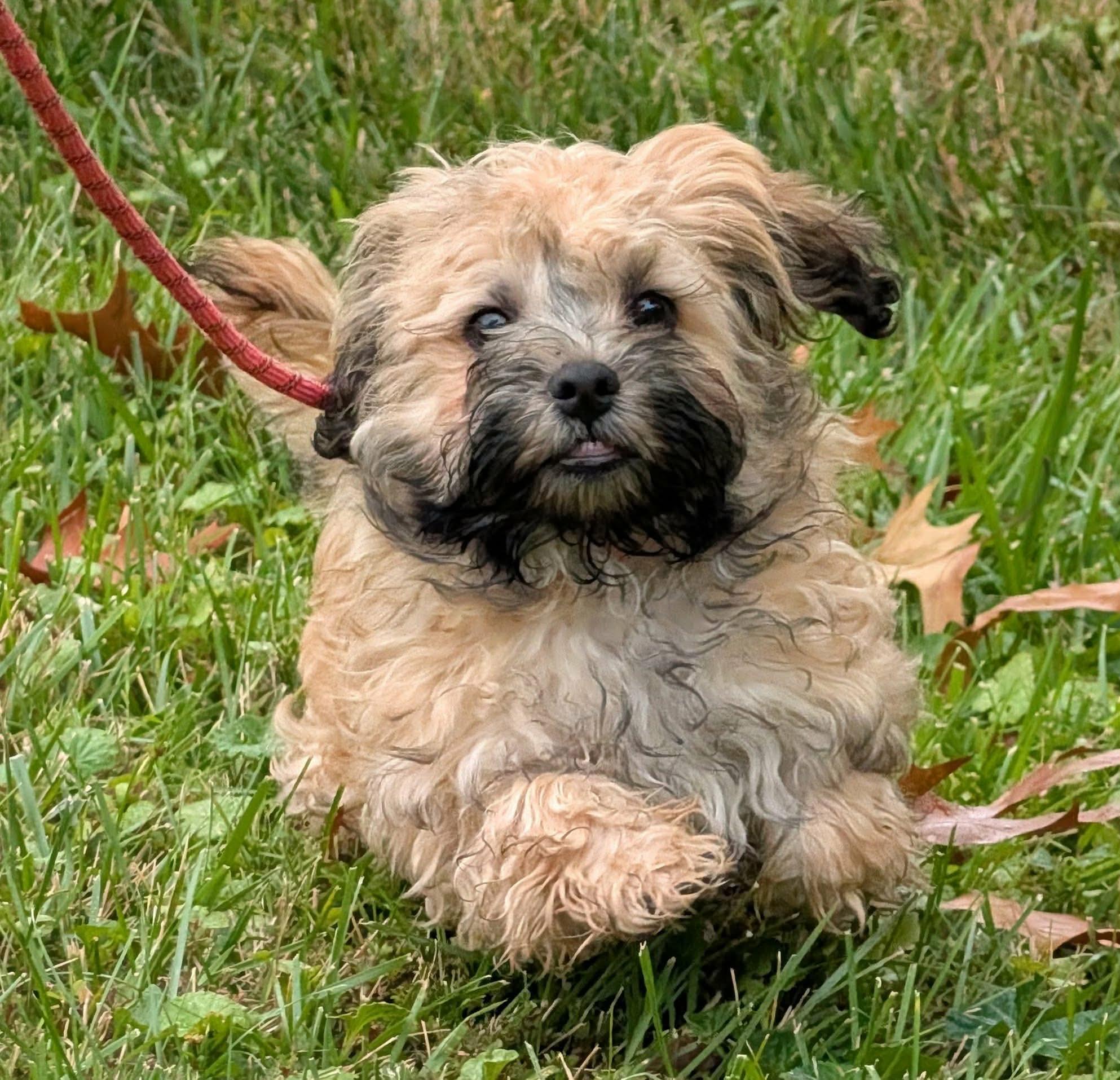 Fila, Adopted, Puppy Male Russian Toy Dog.