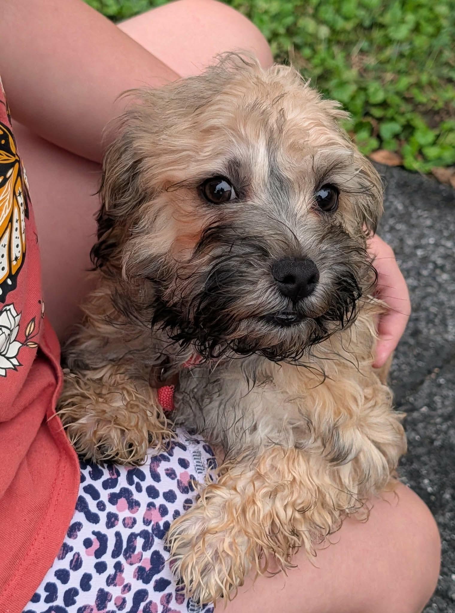 Enlarge Fila, a Adopted Russian Toy Dog in Clarksburg, MD image 3/6