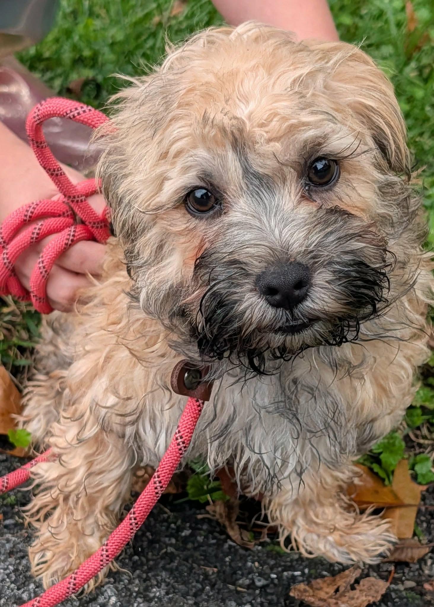 Enlarge Fila, a Adopted Russian Toy Dog in Clarksburg, MD image 6/6