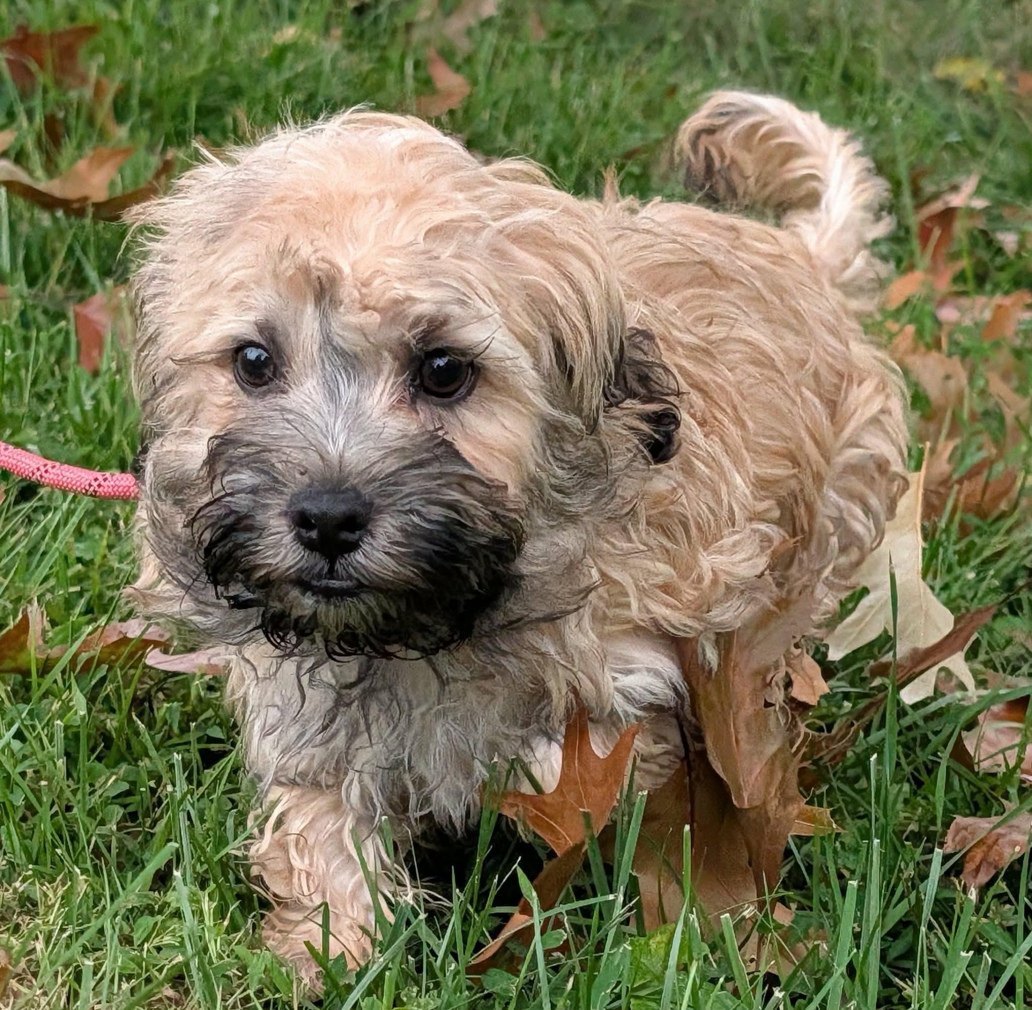 Enlarge Fila, a Adopted Russian Toy Dog in Clarksburg, MD image 5/6