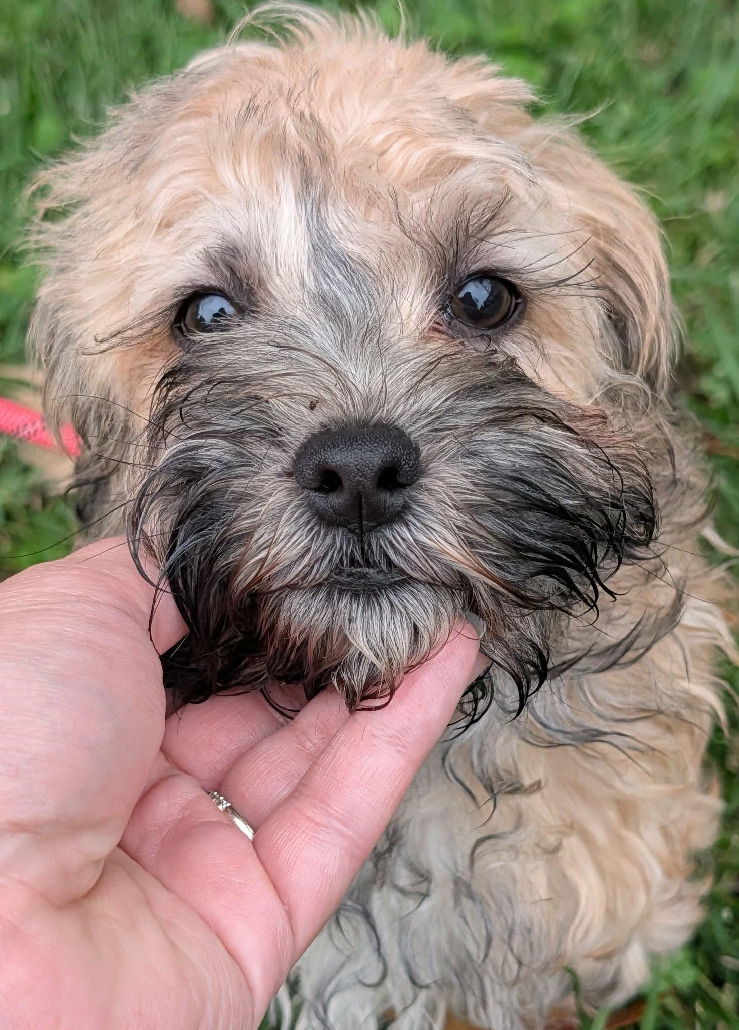 Enlarge Fila, a Adopted Russian Toy Dog in Clarksburg, MD image 4/6
