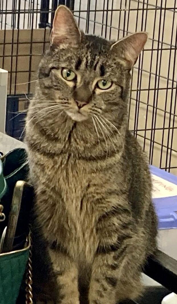 JACKIE, Adoptable, Adult Female Domestic Short Hair & Domestic Short Hair.
