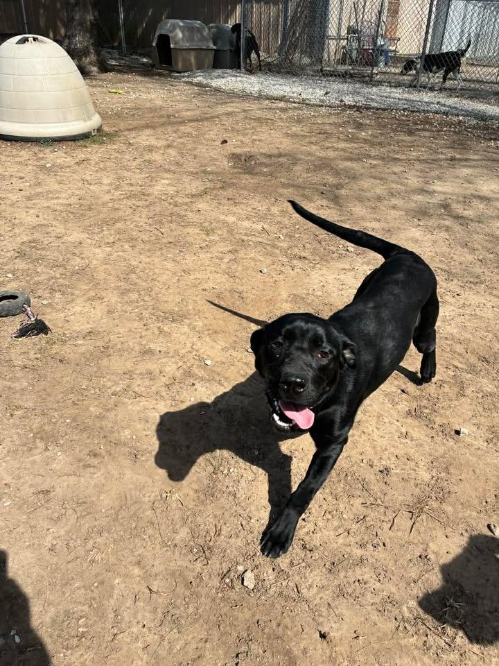 Enlarge Pixie, a ADOPTABLE Black Labrador Retriever in Mason City, IL image 3/6