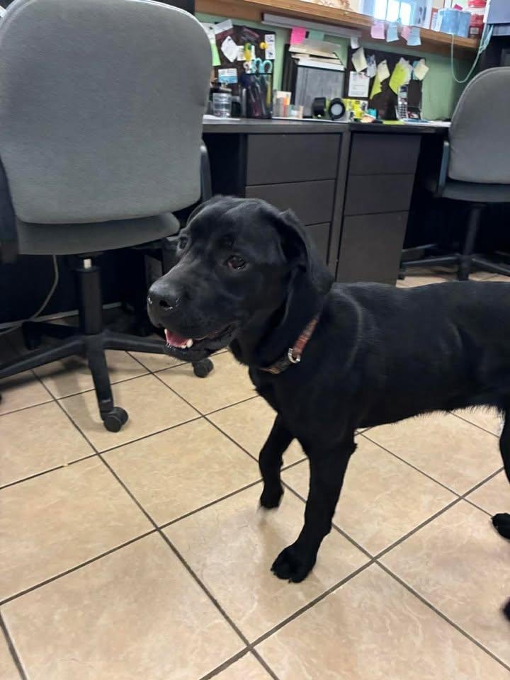 Pixie, ADOPTABLE, Young Female Black Labrador Retriever.