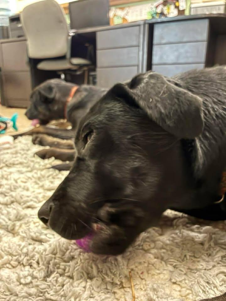 Enlarge Pixie, a ADOPTABLE Black Labrador Retriever in Mason City, IL image 4/6