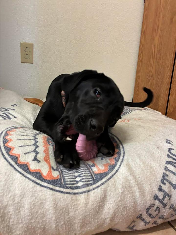 Enlarge Pixie, a ADOPTABLE Black Labrador Retriever in Mason City, IL image 6/6