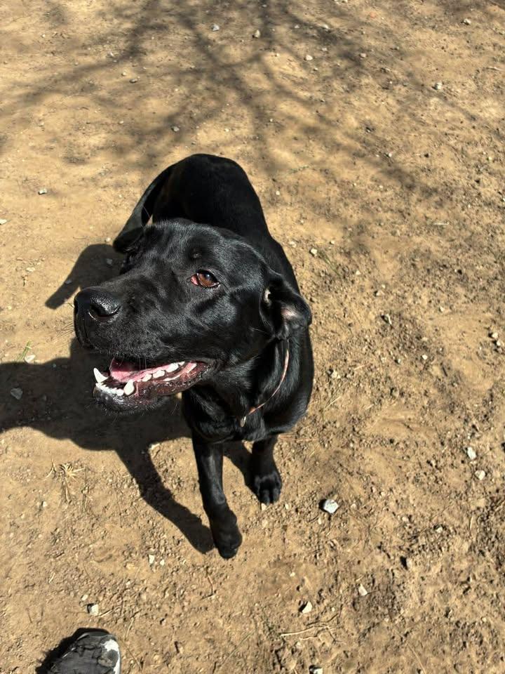 Enlarge Pixie, a ADOPTABLE Black Labrador Retriever in Mason City, IL image 5/6