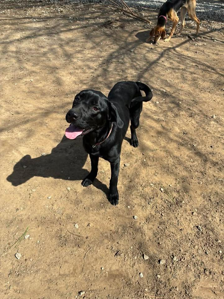 Enlarge Pixie, a ADOPTABLE Black Labrador Retriever in Mason City, IL image 2/6