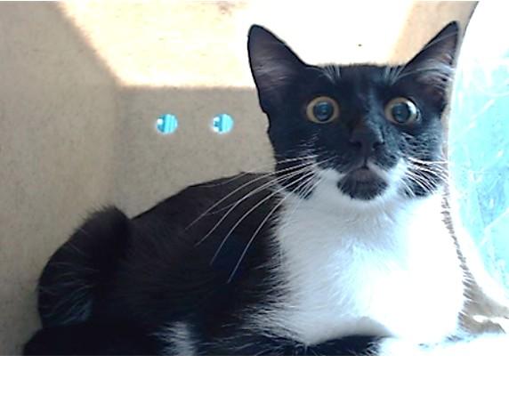 MARCHIONESS, Adoptable, Young Female Domestic Short Hair.
