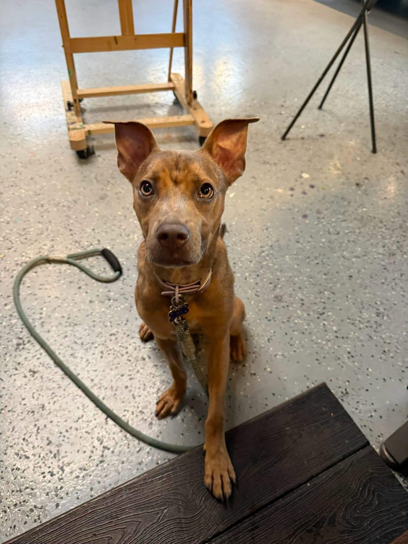 Scout photo