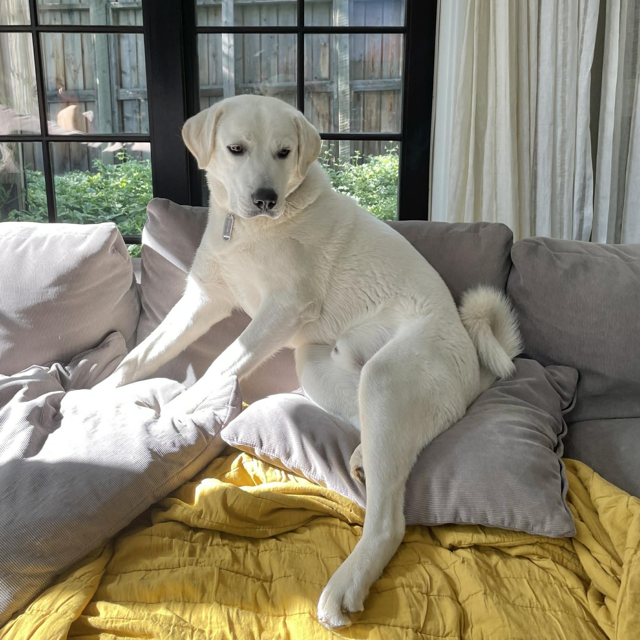 Enlarge Marley, a ADOPTABLE mixed breed in Boulder, CO image 3/6