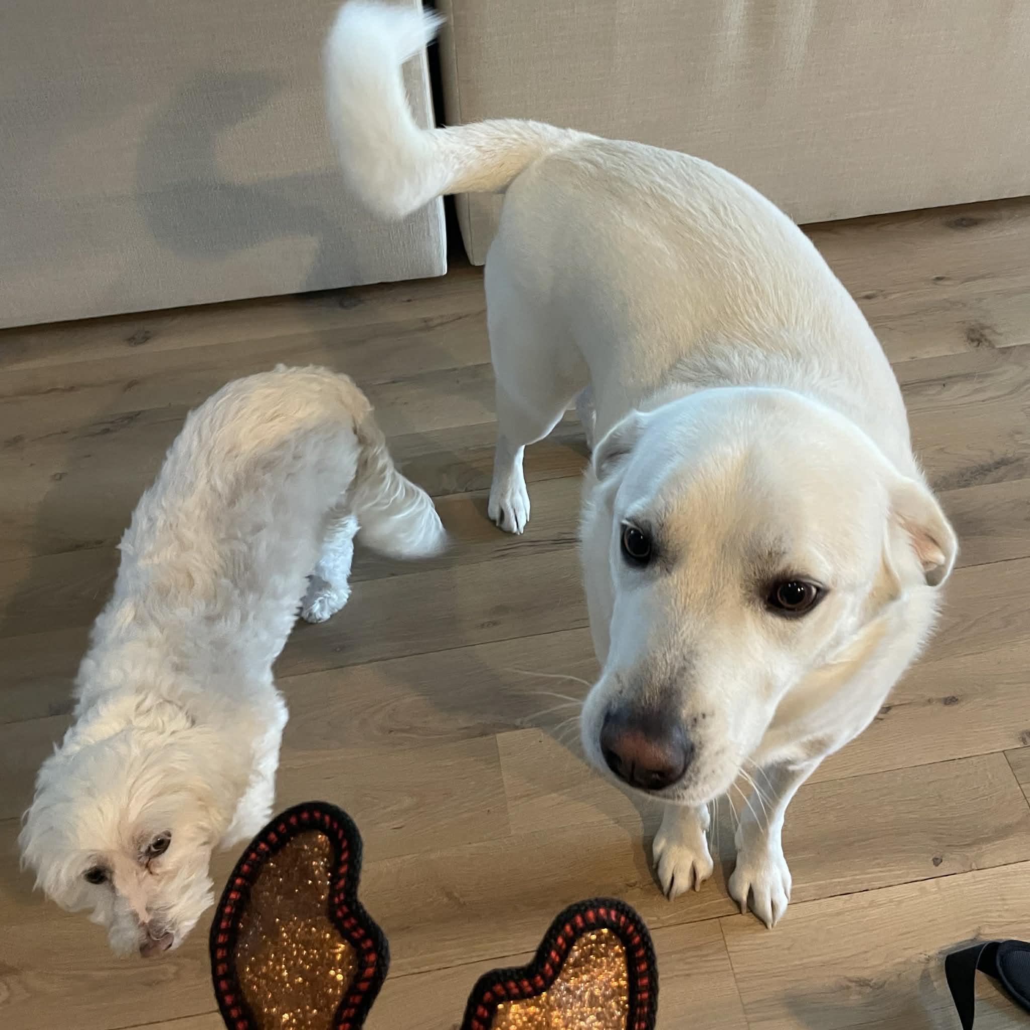 Enlarge Marley, a ADOPTABLE mixed breed in Boulder, CO image 2/6