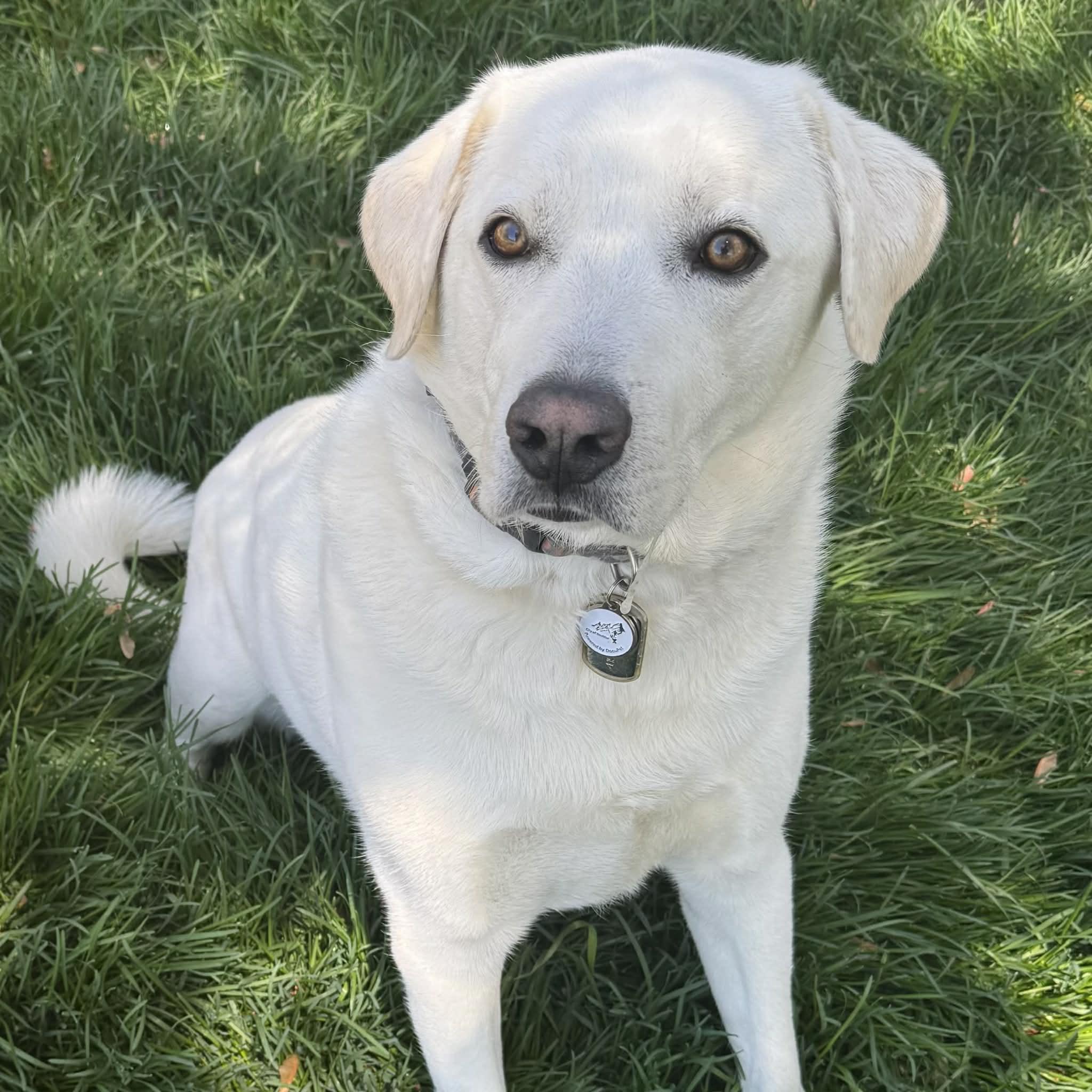 Enlarge Marley, a ADOPTABLE mixed breed in Boulder, CO image 1/6