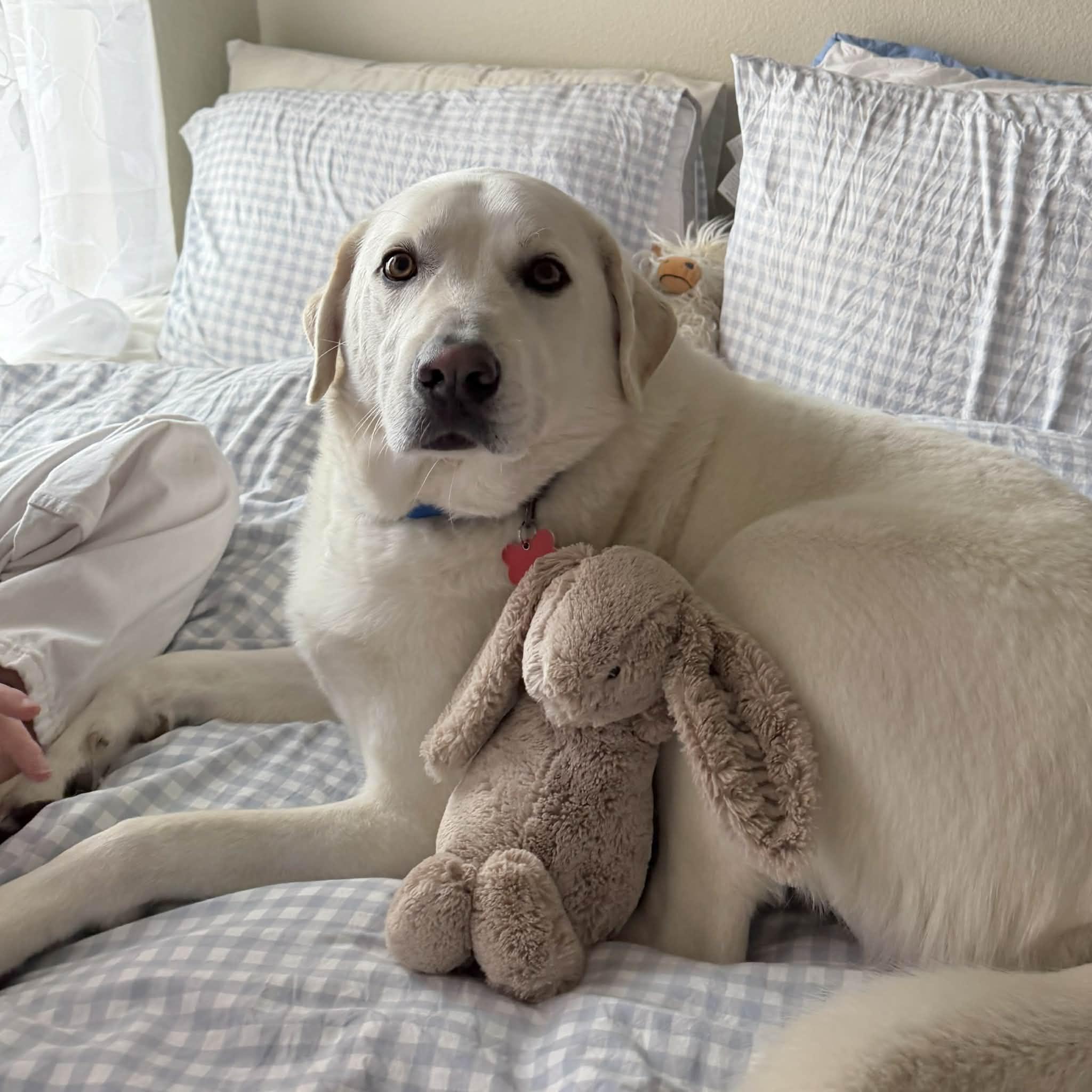 Enlarge Marley, a ADOPTABLE mixed breed in Boulder, CO image 4/6