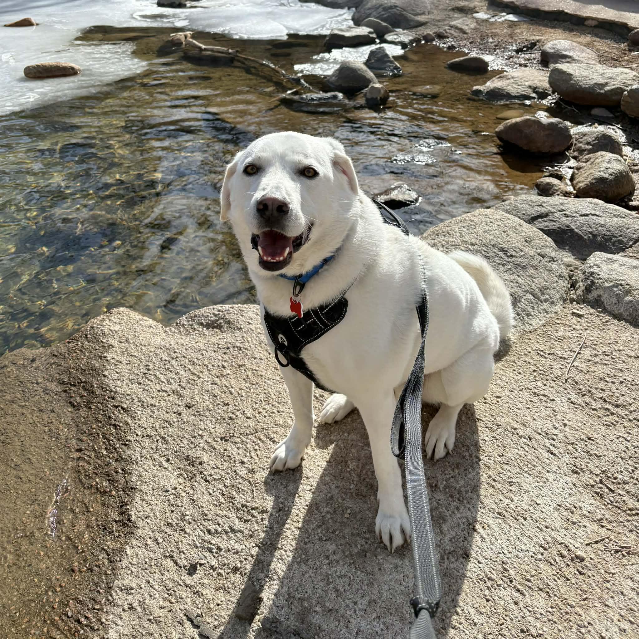 Enlarge Marley, a ADOPTABLE mixed breed in Boulder, CO image 6/6