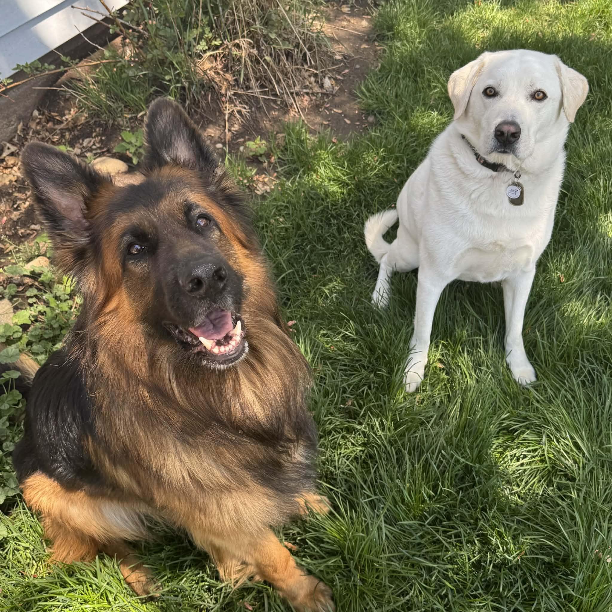 Enlarge Marley, a ADOPTABLE mixed breed in Boulder, CO image 5/6
