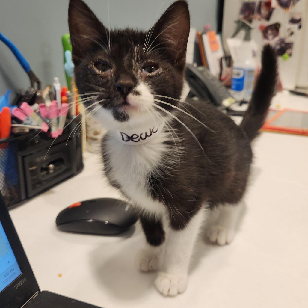 Enlarge Dewclaw, a Adoptable Domestic Short Hair in Fort Wayne, IN image 1/2