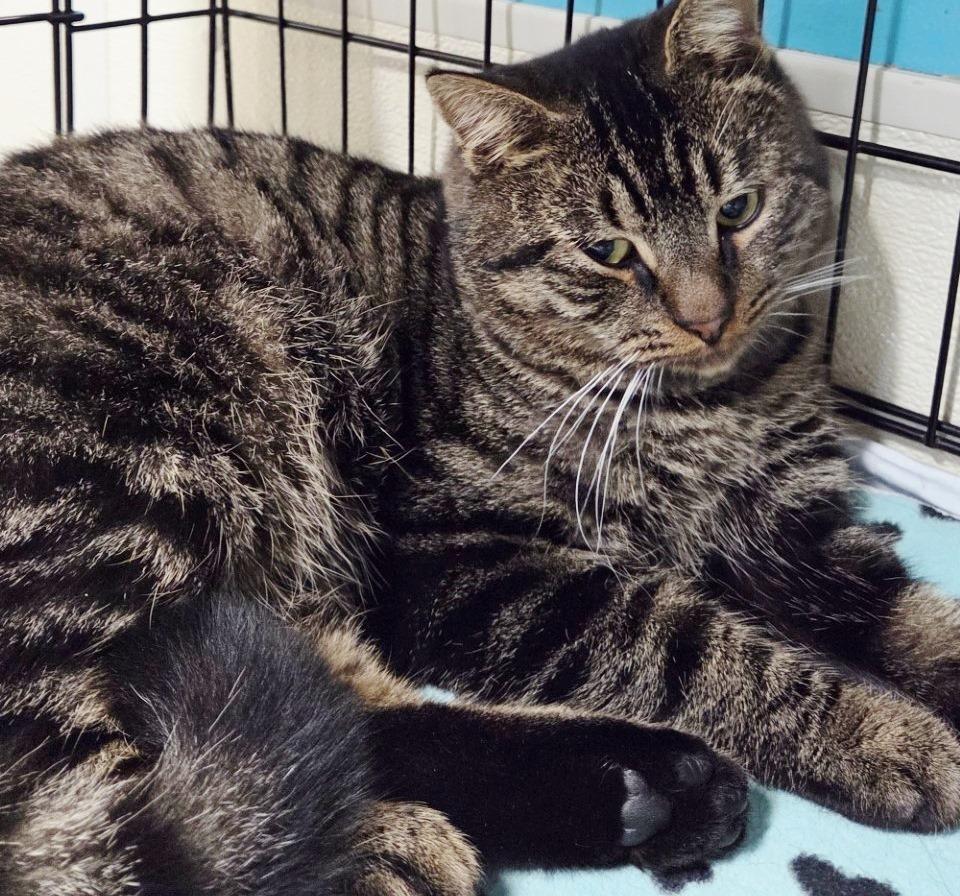 Enlarge Galaxy, a Adoptable Tabby in Ocean City, NJ image 1/2