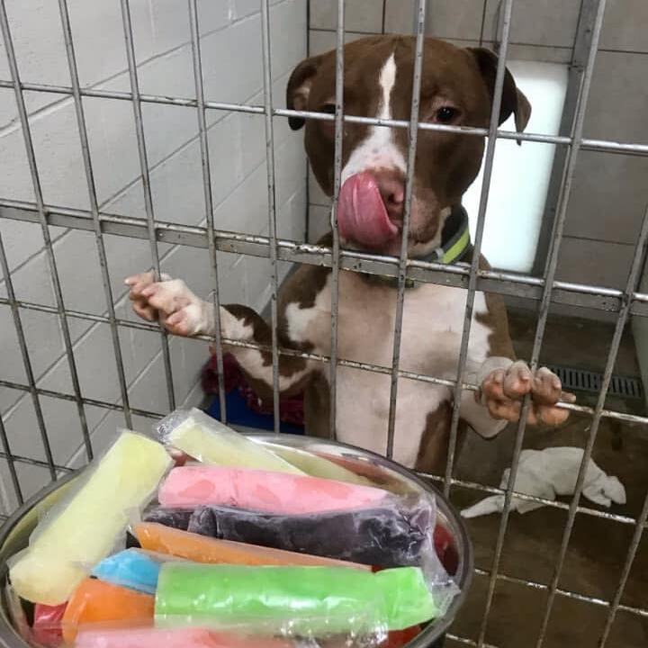 Maury, a Adoptable mixed breed in Water Valley, MS image 6/6