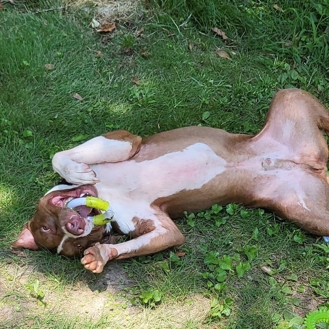 Maury, a Adoptable mixed breed in Water Valley, MS image 4/6