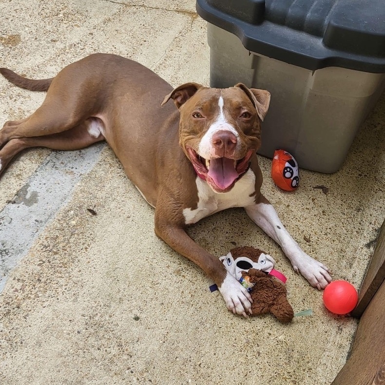 Maury, a Adoptable mixed breed in Water Valley, MS image 2/6