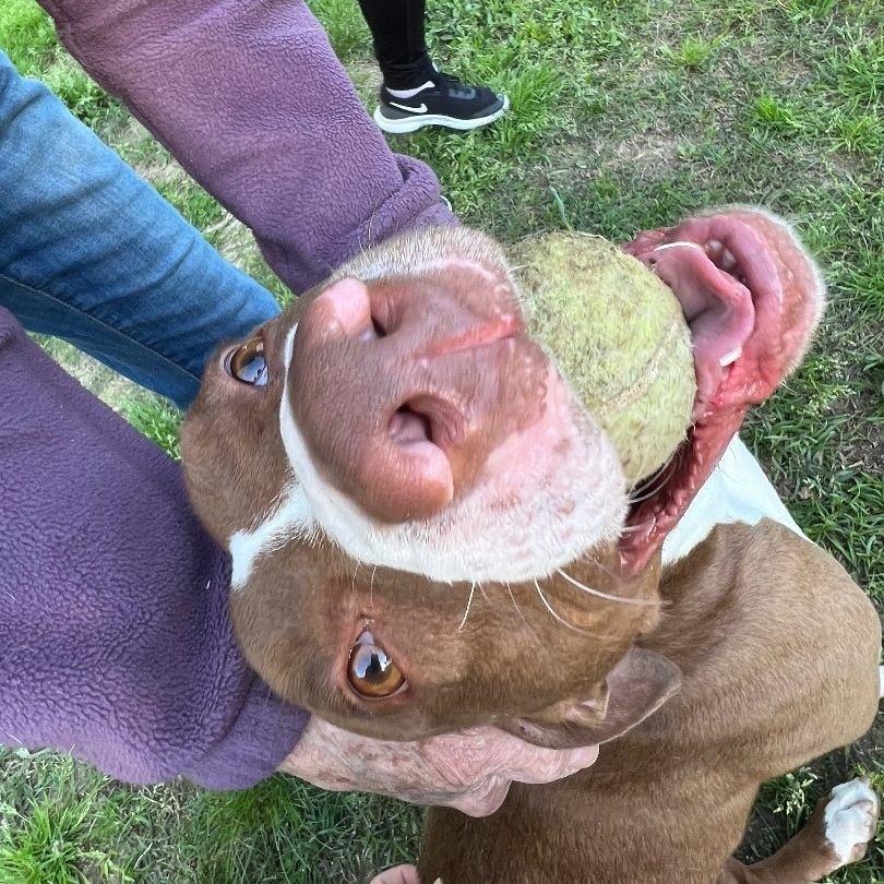 Maury, a Adoptable mixed breed in Water Valley, MS image 1/6